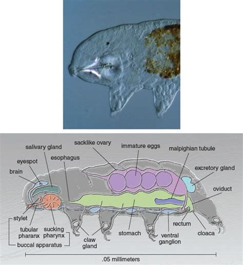 Tardigrade anatomy - Tardigrades | American Scientist | Tardigrade ...