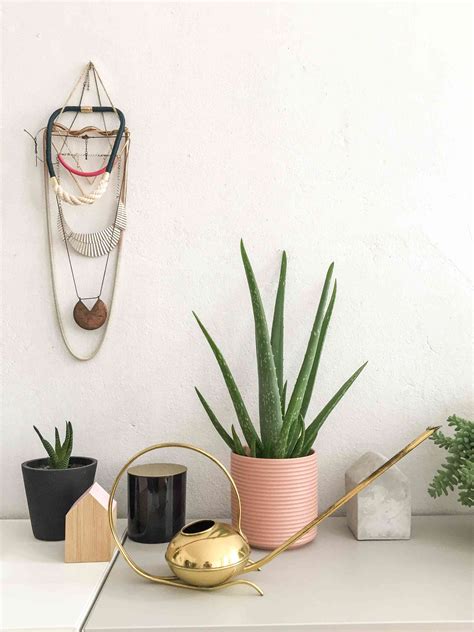 14 Best Feng Shui Plants for Your Home