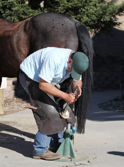 Trimming a horse hoof stock photo. Image of wall, hoof - 3967824