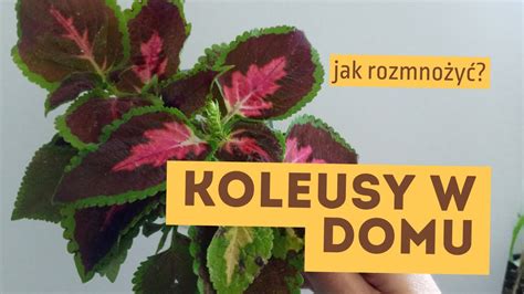 Koleus Zimowanie W Domu Koleusy Rozmna Anie I Uprawa W Domu Podcast