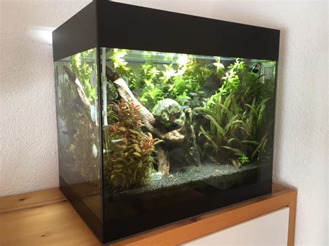 Aquarium Oase Styleline Set In Gemeinde Pians F R Zum