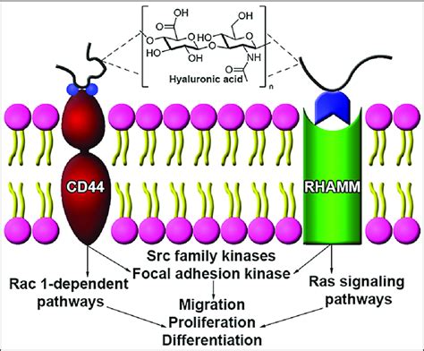 The Interaction Between Ha And Cd Receptor And Rhamm Receptor Each