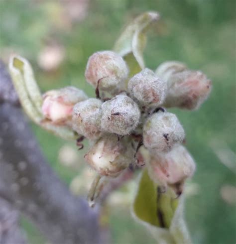 There May Be Pears Reclaiming Paradise