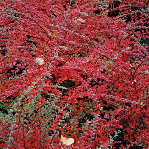 Cotoneaster Horizontalis Shrubs For Sale Uk Letsgoplanting Co Uk