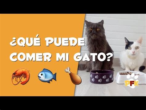 Que Se Le Puede Dar De Comer A Un Gato Electricidad Pedreras