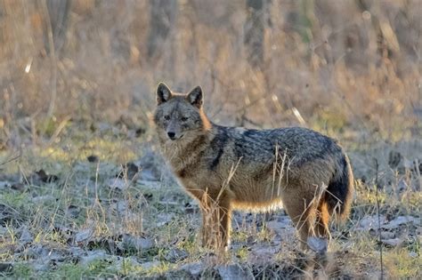 Golden Jackal Greek Nature Encyclopedia