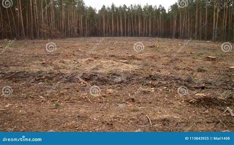 Deforestation Naked Piece Of Land In The Forest After Cutting Down