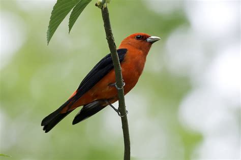 Scarlet tanager - song / call / voice / sound.