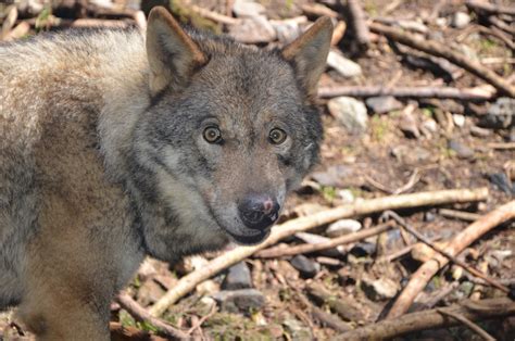 The History Of Wolves In The Alps