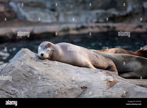 sea lion sleeping Stock Photo - Alamy