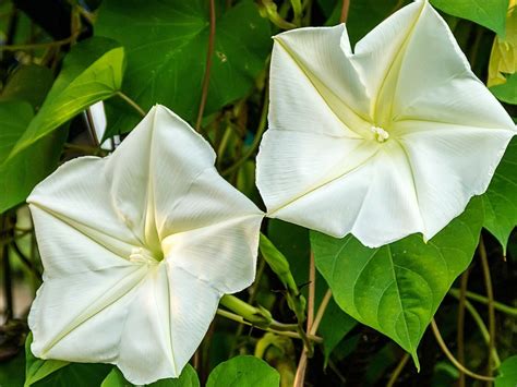 10 Seeds Moonflower Ipomoea Alba Other Seeds And Bulbs