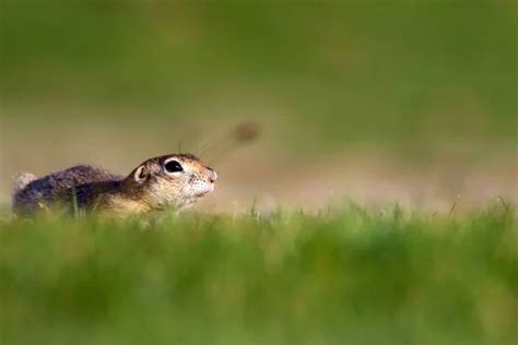 European ground squirrel fotografie, zdjęcia stockowe, European ground squirrel obrazy royalty-free