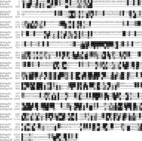 Amino Acid Sequence Alignments Of MOS3 AtNup96 Human Nup96 HNup96