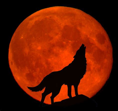 A Howl at the Red Moon by rosannawolf on DeviantArt