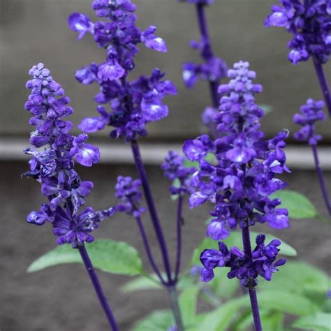 Salvia Blue Victory Seeds The Seed Collection