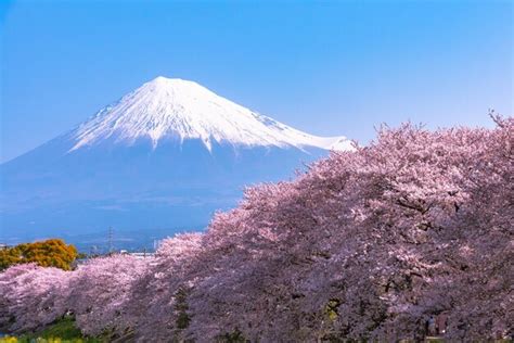 Monte Fuji Monte Fuji Con Fila De Cerezos En Flor Fondo De Cielo Azul Y