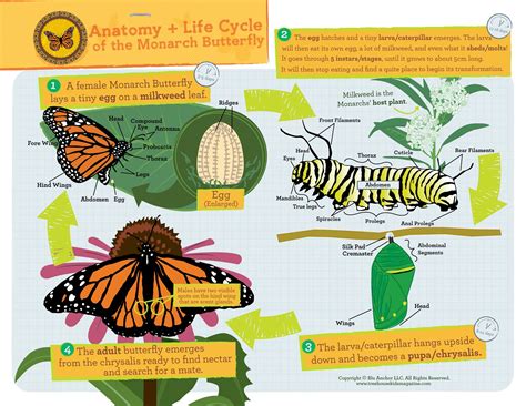 Monarch Butterfly Diagram