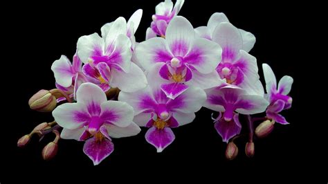 Wallpaper Orchids Inflorescence Pink And White Petals Black