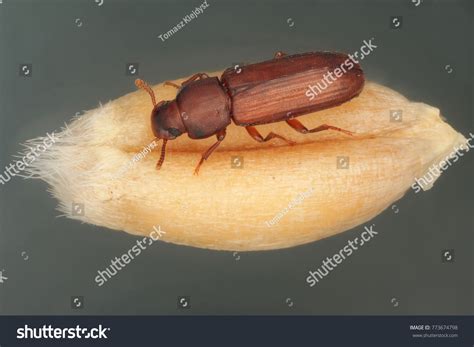 Confused Flour Beetle Tribolium Confusum Type Stock Photo 773674798