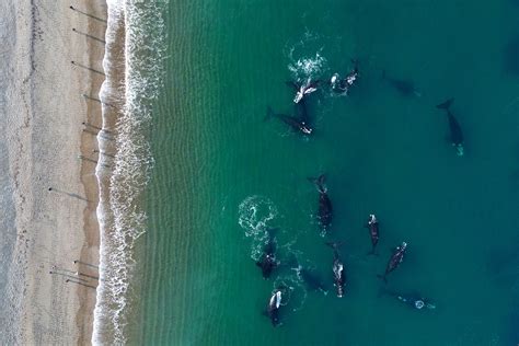 Puerto Madryn Ballenas Y Personas La Incre Ble Imagen Que