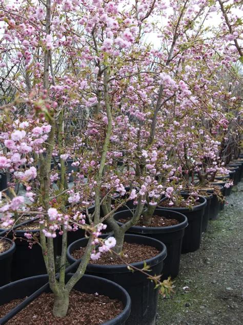 Prunus Kiku Shidare Zakura Provender Nurseries Wholesale Nursery