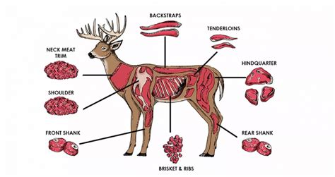 The Best Ways to Cook Every Cut of Venison - Hafaspot