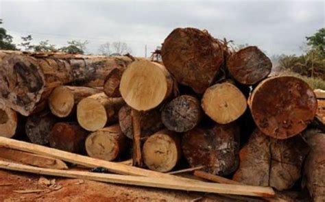 Ghana: Latest prices for wood products - Timber Industry News