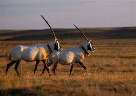 Arabian Oryx Thrive In Restored Habitat At Imam Turki Bin Abdullah