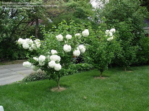 Plantfiles Pictures Viburnum Chinese Snowball Bush Sterile