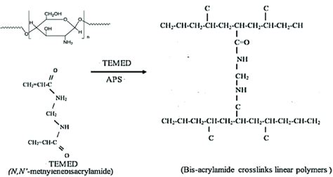 The Reaction Scheme Of Chitosan Hydrogel Preparation Download Scientific Diagram