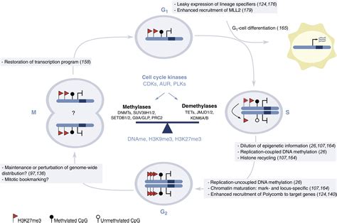 The Molecular Basis Of Cell Memory In Mammals The Epigenetic Cycle