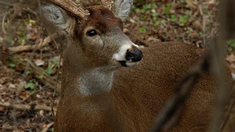 Indiana Deer Hunting Season 2021 What You Need Best Places To Go