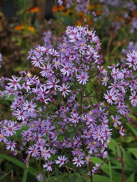 SYMPHYOTRICHUM SEA SPRAY Cotswold Garden Flowers