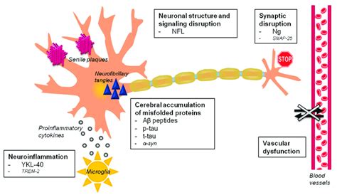 Alzheimer's disease fluid biomarkers. The major pathophysiological... | Download Scientific Diagram