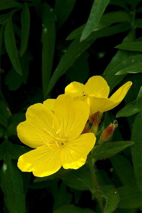 How To Grow And Care For Evening Primrose Gardeners Path