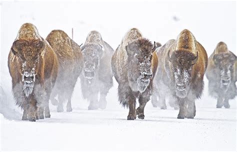 mammal_bison-herd-snow-yellowstone-national-park_panos-laskarakis ...