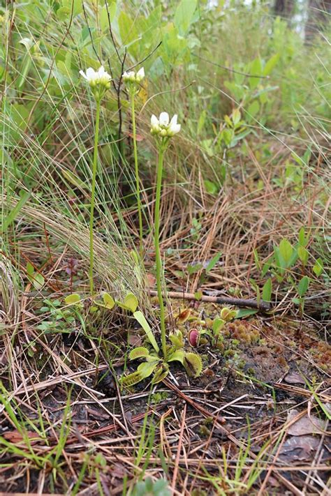 North Carolina Carnivorous Plants The Nature Conservancy