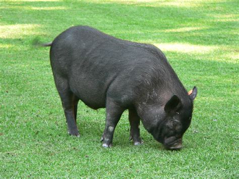 P Uam Xochimilco Cerdo Vietnamita Benny G Flickr