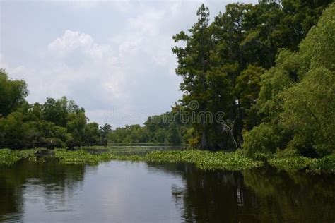 Louisiana Bayou, landscape stock image. Image of wild - 35293089