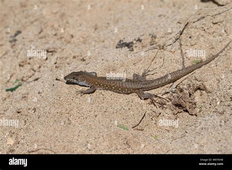 Atlantic Lizard Gallotia Atlantica Stock Photo Alamy