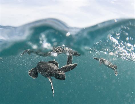 For Baby Sea Turtles, Beaches Are Becoming Safer But Ocean Threats Persist