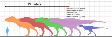 Largest Tyrannosaurus Specimens Comparison In 2020 Tyrannosaurus