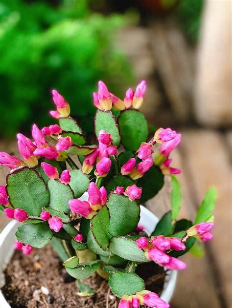 Cây Hatiora graeseri Easter Cactus Xương Rồng Phục Sinh chậu treo bí