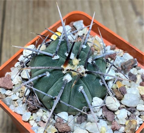 SHPR23517 Gymnocalycium vatteri Long spines Кактус онлайн