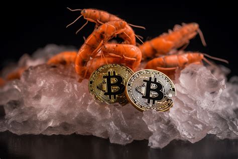 Heres What Bitcoin Shrimps Are Really Up To Ambcrypto