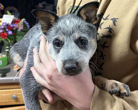 Australian Cattle Dog Puppy