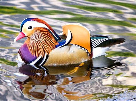 Mandarin Ducks for sale in UK | 64 used Mandarin Ducks