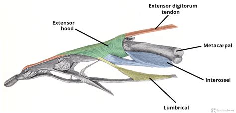 Extensor Expansion of the Hand - Central Slip - Lateral Band ...