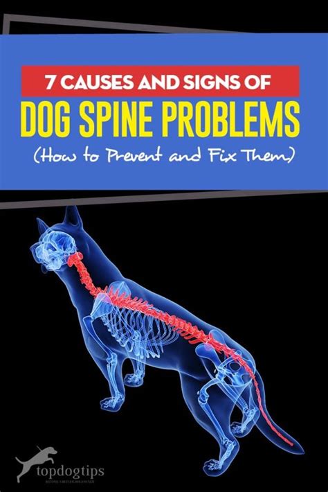 7 Common Dog Spine Problems: Causes, Prevention and Treatment