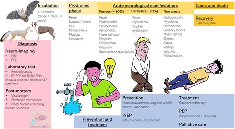 Rabies In Europe An Epidemiological And Clinical Update European